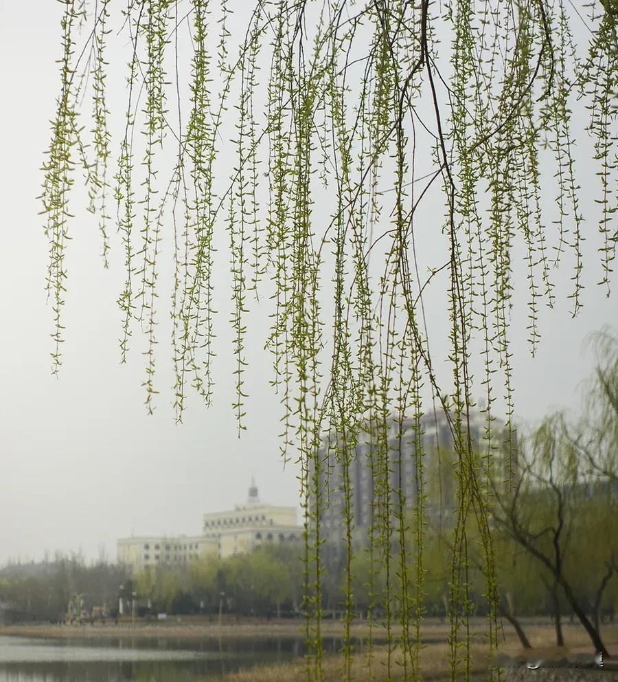 #上联：朵朵红梅迎飞雪，
诚邀下联#条条绿柳舞春风