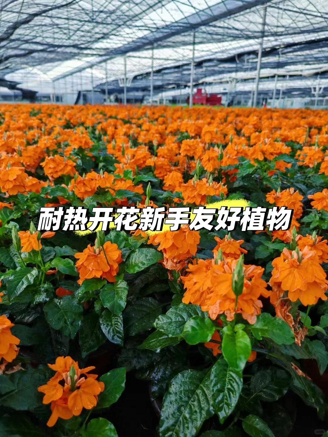 高温天不知道种什么就来一盆鸟尾花吧