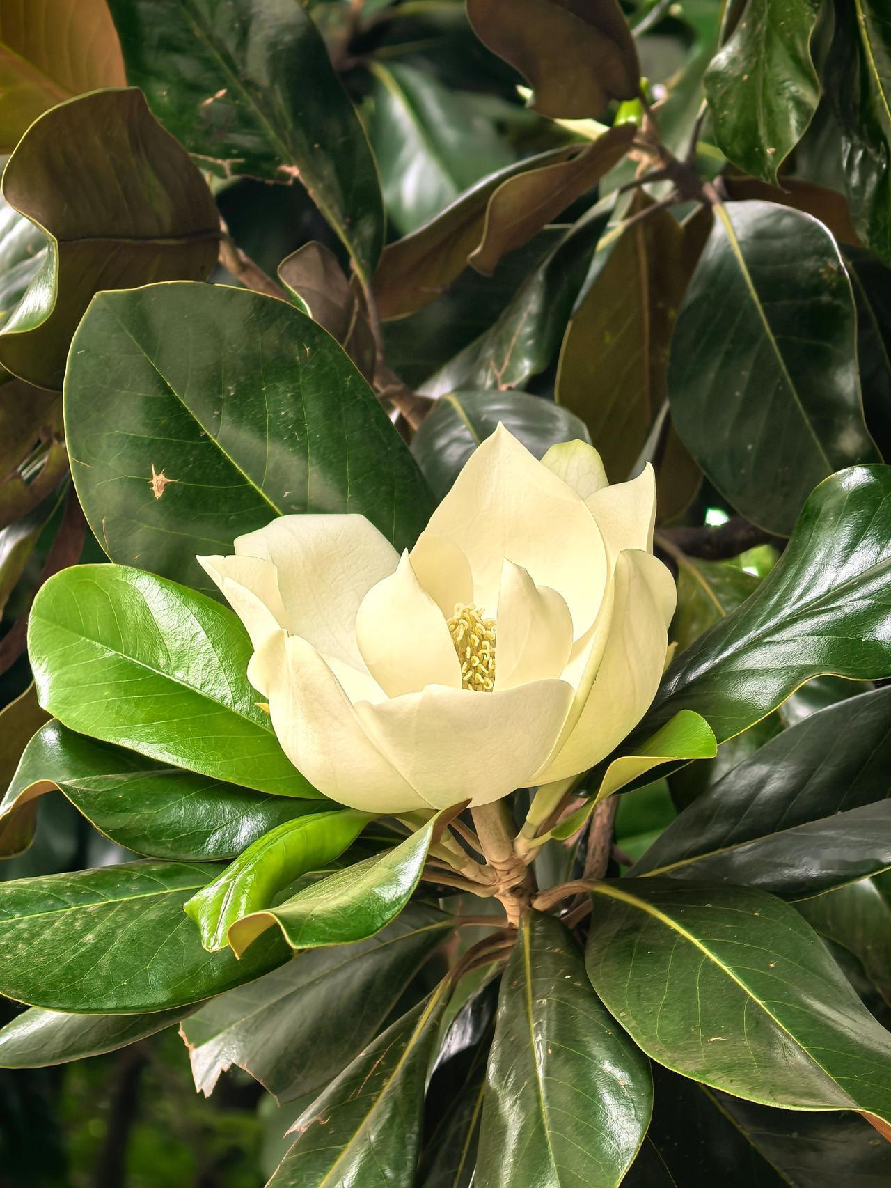 大棵白兰花 拍花也是一种禅定 白兰花 天然白玉兰 白兰花开季