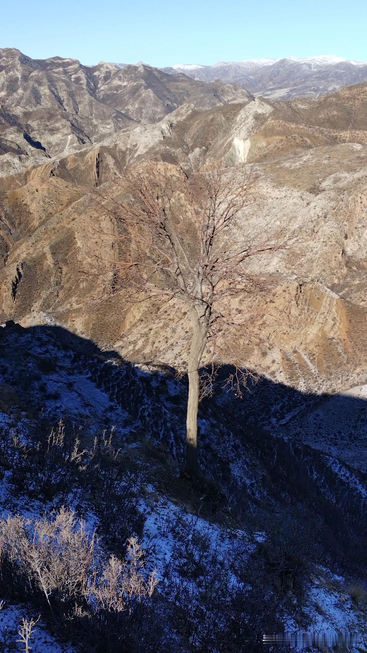 高山上的树！没有了树叶，认不出左图是什么树。