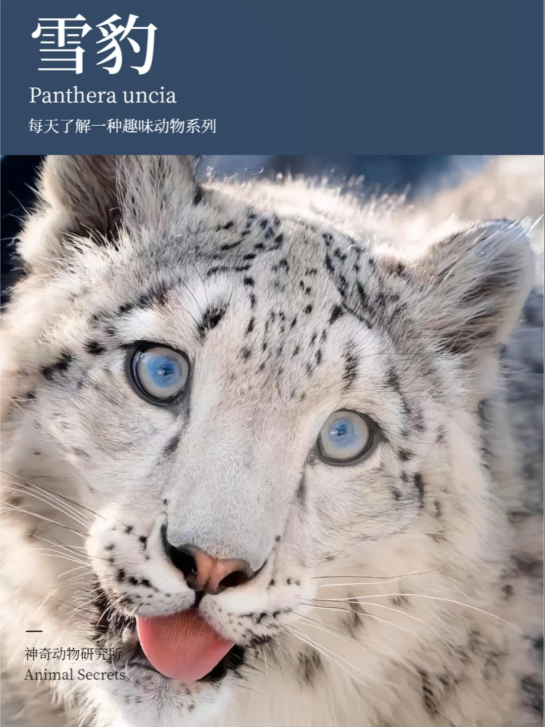 每天了解一种趣味动物👀雪豹