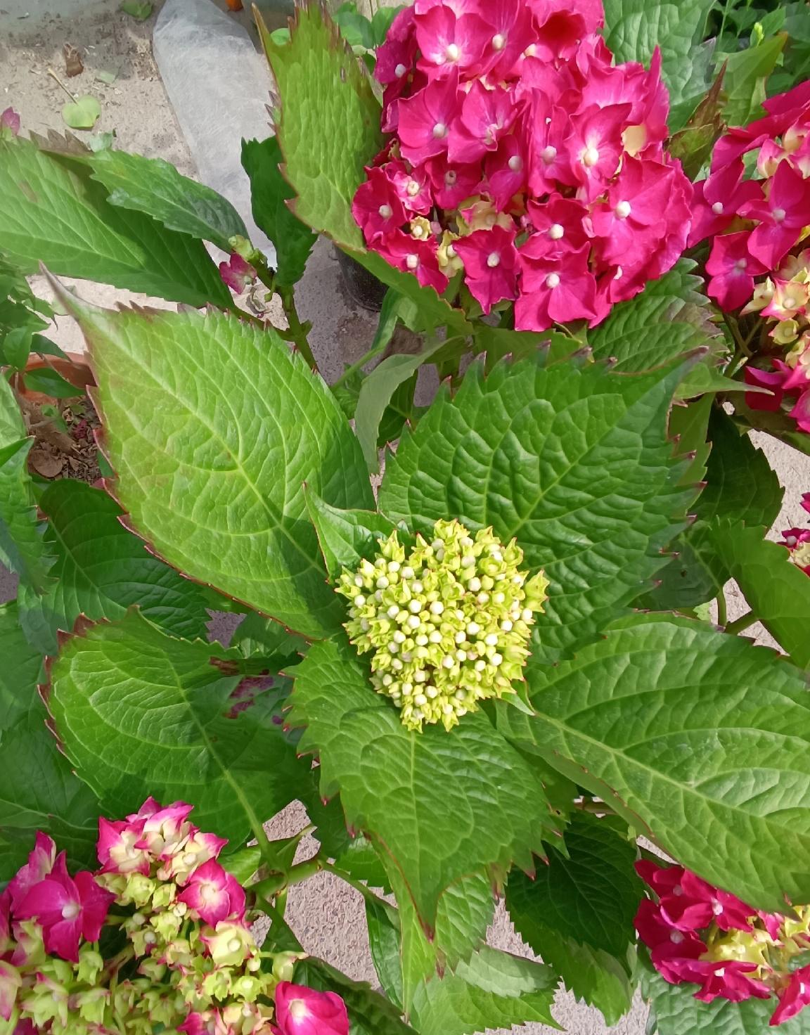 1. 很多人分不清，额头饱满和发际线高的区别。
2. 男人额头饱满，是骨相轮廓好