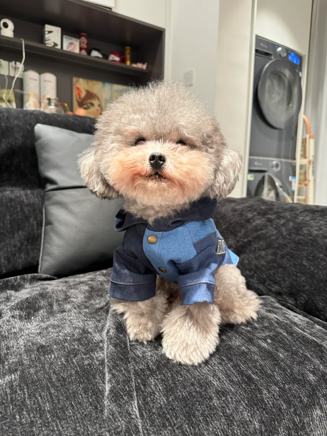 小狗也时髦！今日是酷酷的boy！