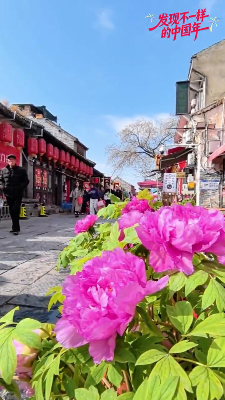 发现不一样，王子公主真的回城了。
洛阳这地方热情牡丹花开迎宾宠客氛围真浓。