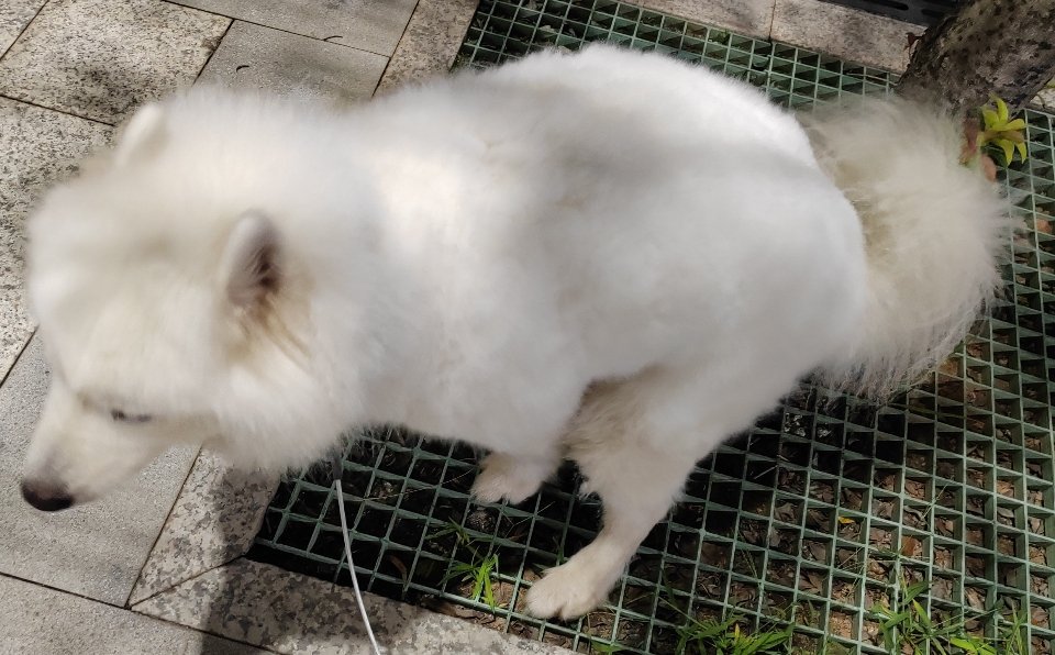 发现地板上有一块黄黄的脏印。我：这是什么？家人：可能是谁吃芒果弄的吧我：不对。抓
