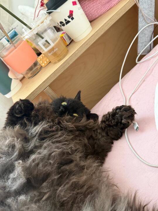 专家说了养猫等于年薪65万