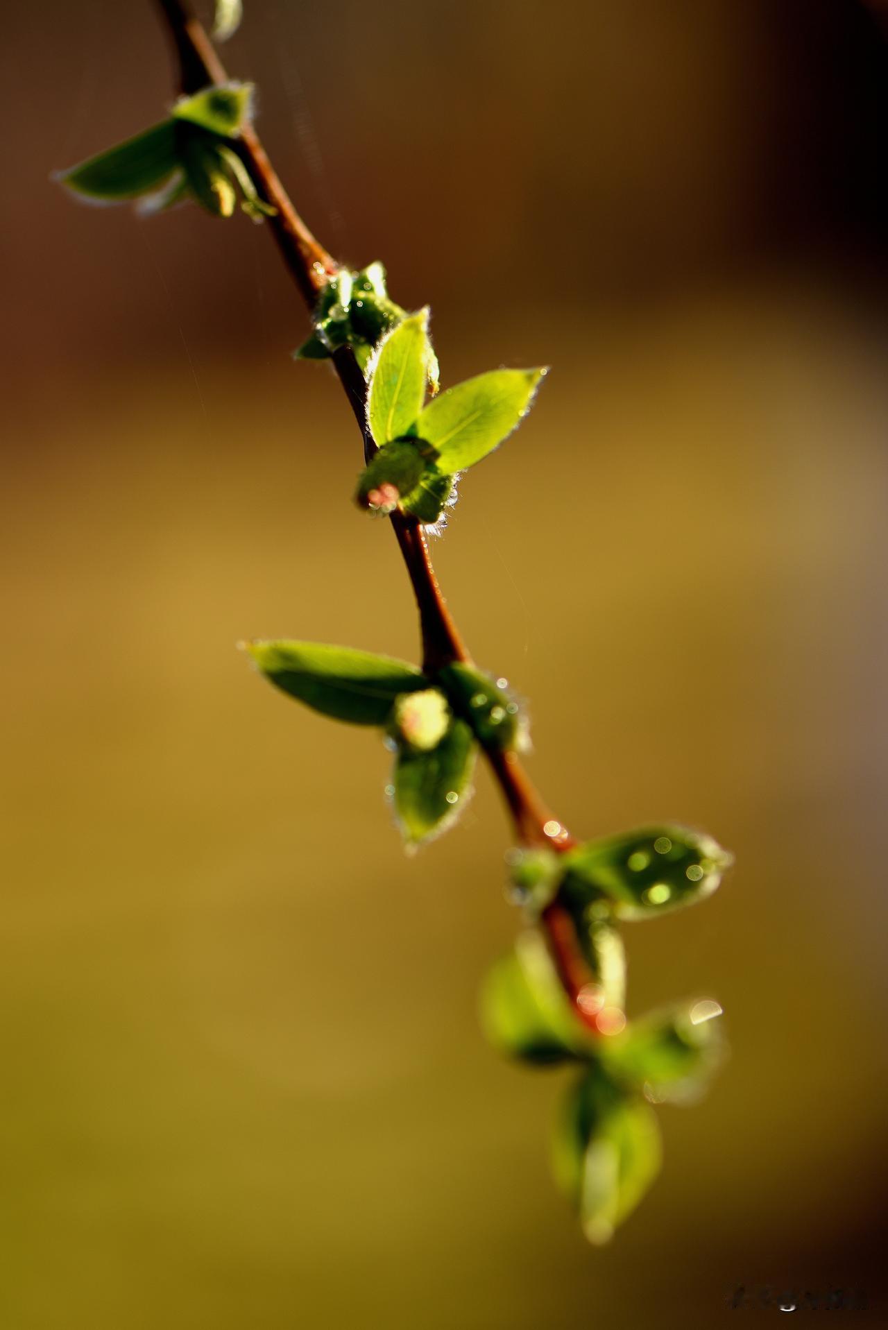 南湖公园四季掠影（四）
春季景色：