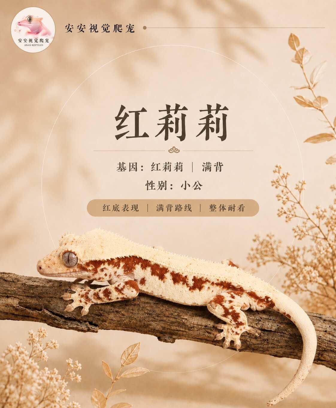 一只很耐看的满背红莉莉
基因：红底莉莉白｜满背 性别：小公
它的红底表现不会乱，