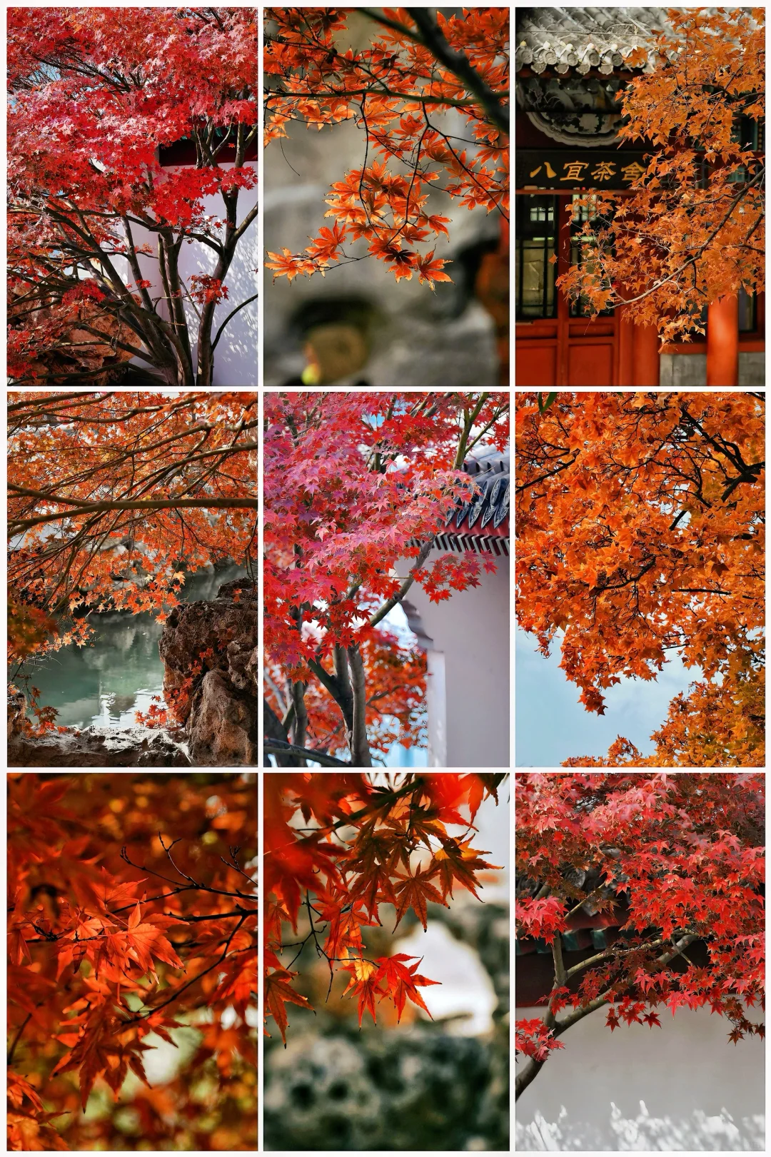 11.10实况，快冲‼️紫竹院公园的枫叶红啦🍁
