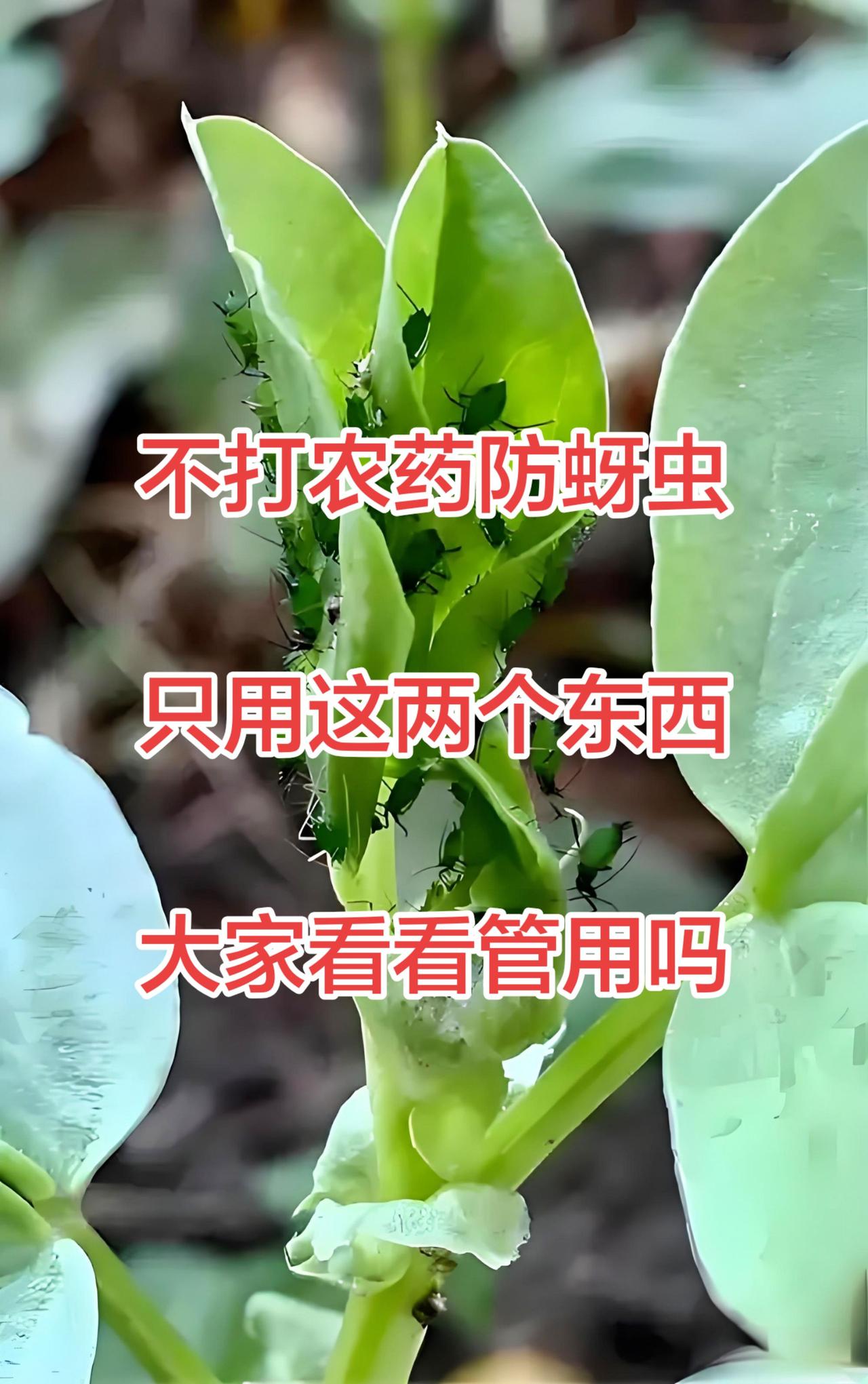 在遇到下雨或者湿度过大时容易起蚜虫，咱们可以不用打农药就能让蚜虫彻底消失。今天就