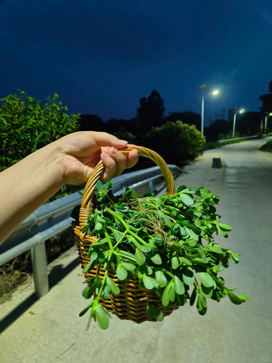 这个夏天去湿热是马齿苋给的 （用法和攻略）