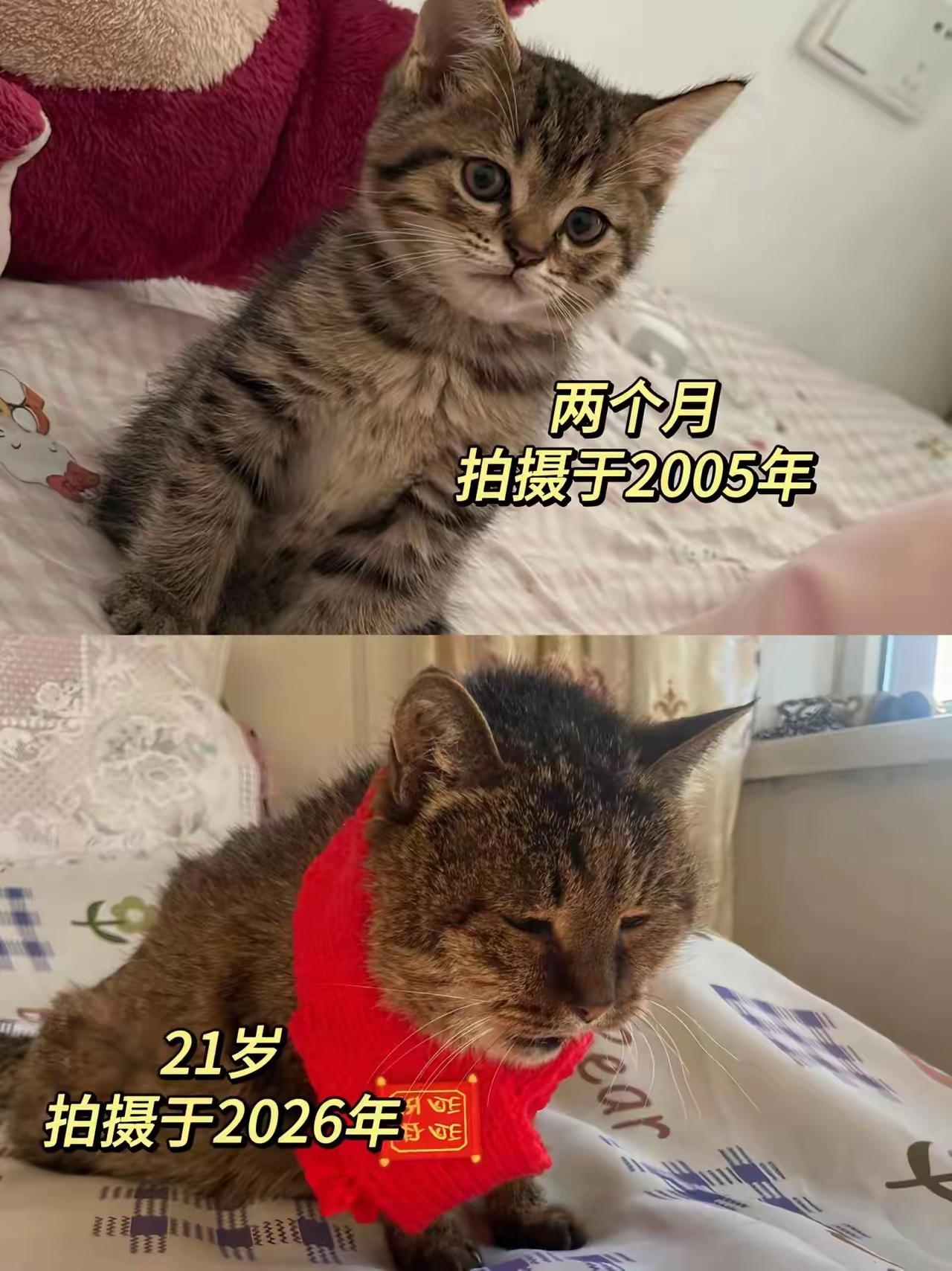 21岁。相当于百岁老人了。[可怜]