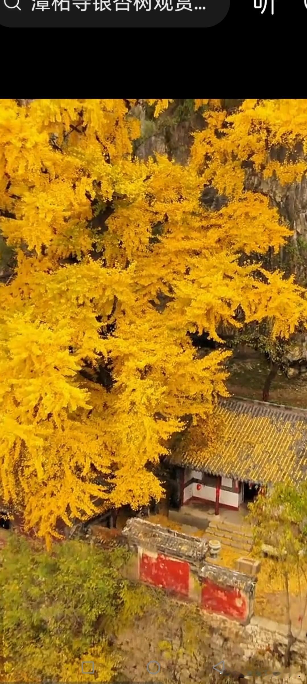古寺庙里的千年银杏树叶全部黄了，像金树似的，好好看啊！太美丽了！