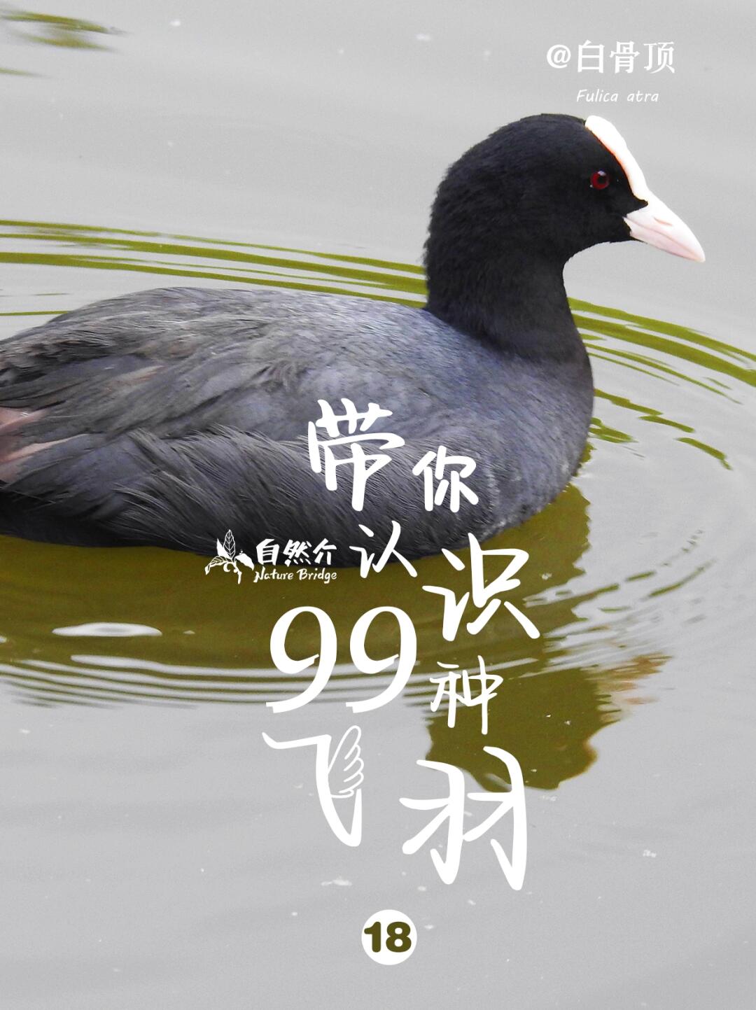 带你认识99种飞羽