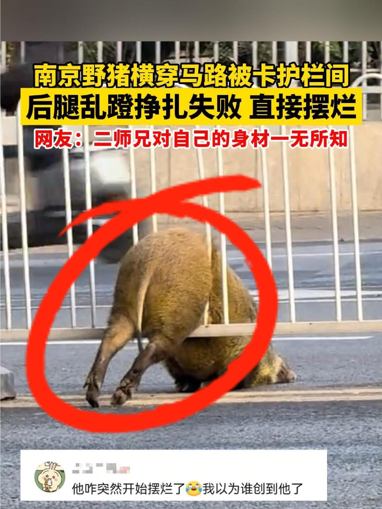 南京街头“二师兄”自信横穿马路，结果被护栏卡成“夹心猪”——蹬腿挣扎半天没动静，