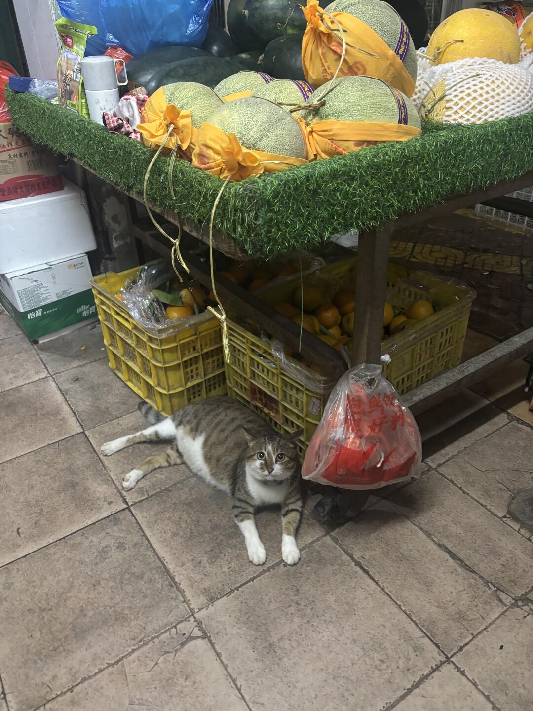今天又是猫保安看店啊