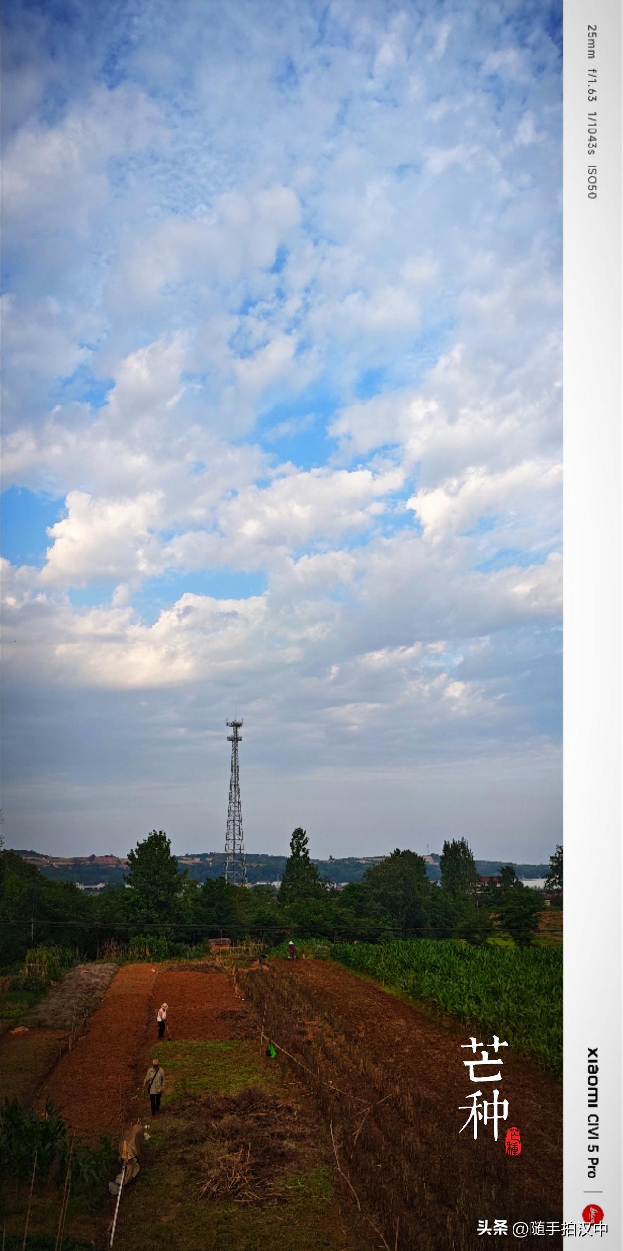 随手拍下初夏美景今日是24节气的第9个节气，也是夏季的第3个节气：芒种。民谚云：