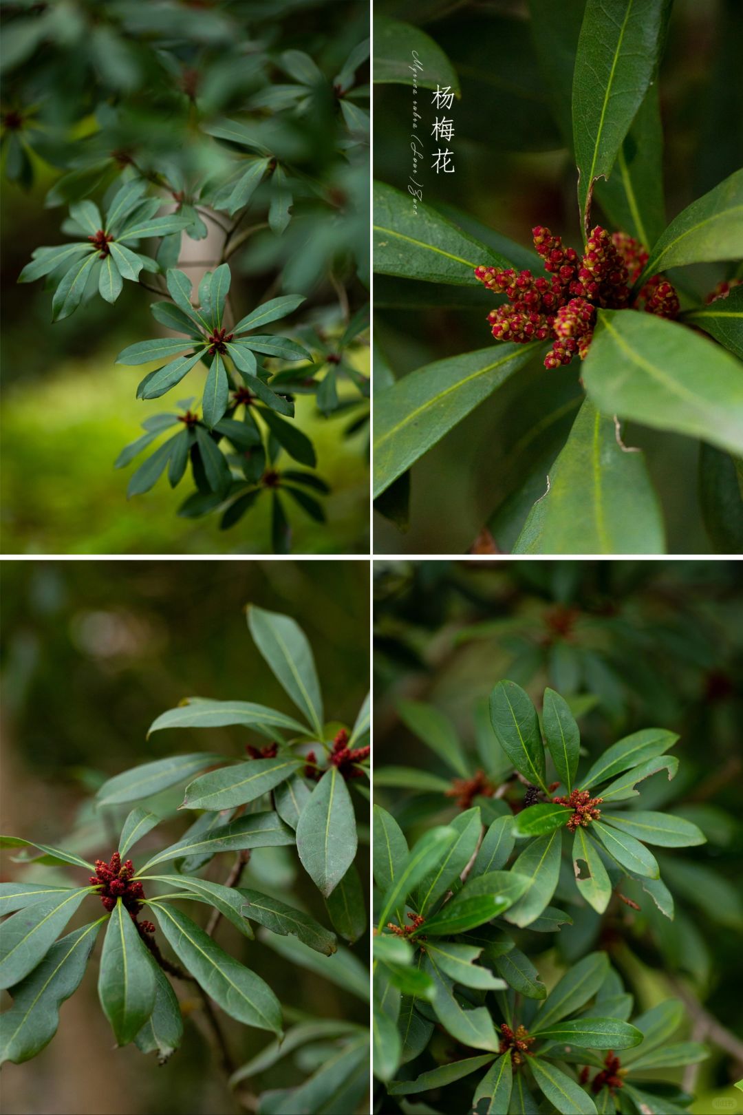 植物界的“异数”——杨梅花