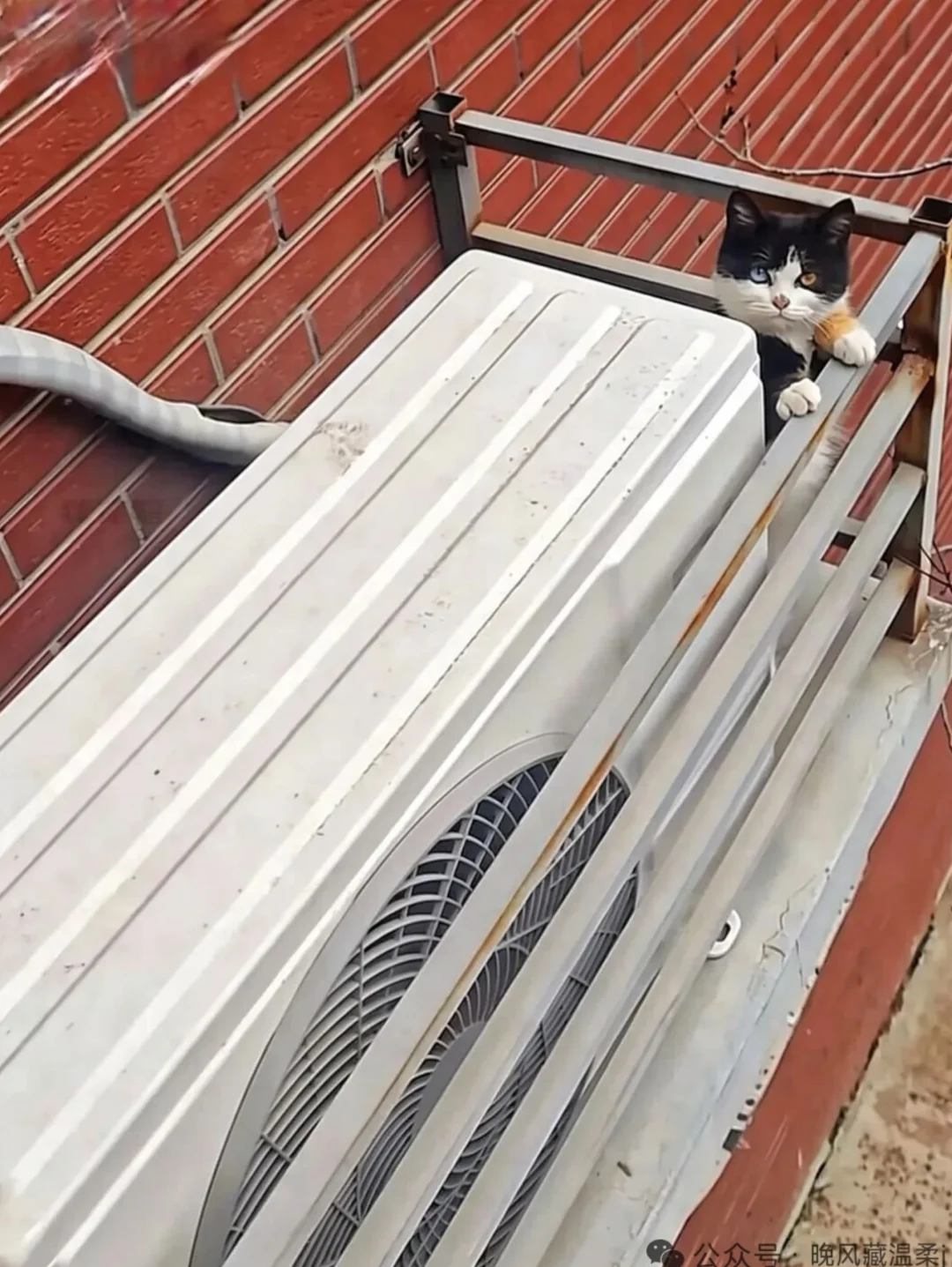 为了求收留小猫顺空调外机一路爬到5楼，挨家挨户推销自己，你猜结局如何？