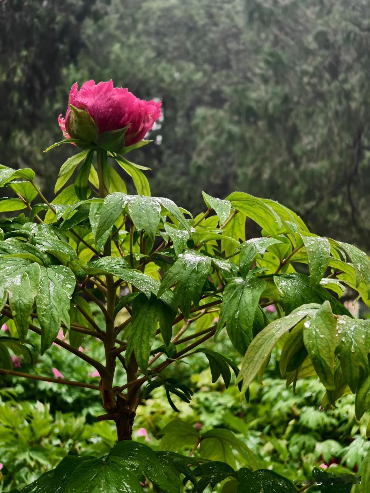 张雪峰为什么能受欢迎? 
【小对联】
上：释放；
下：……？