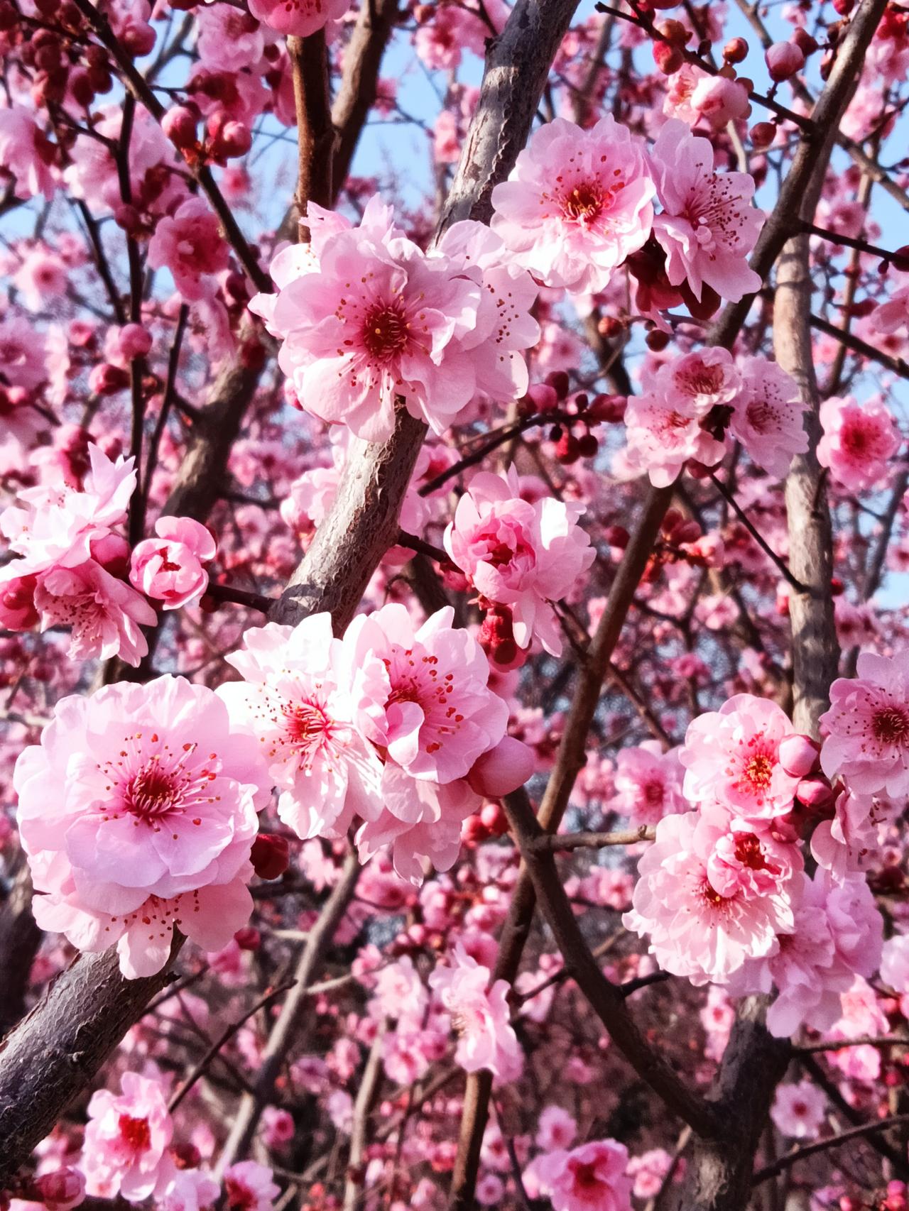 大明宫的花花世界