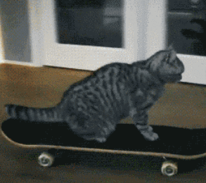 猫猫的通勤工具 