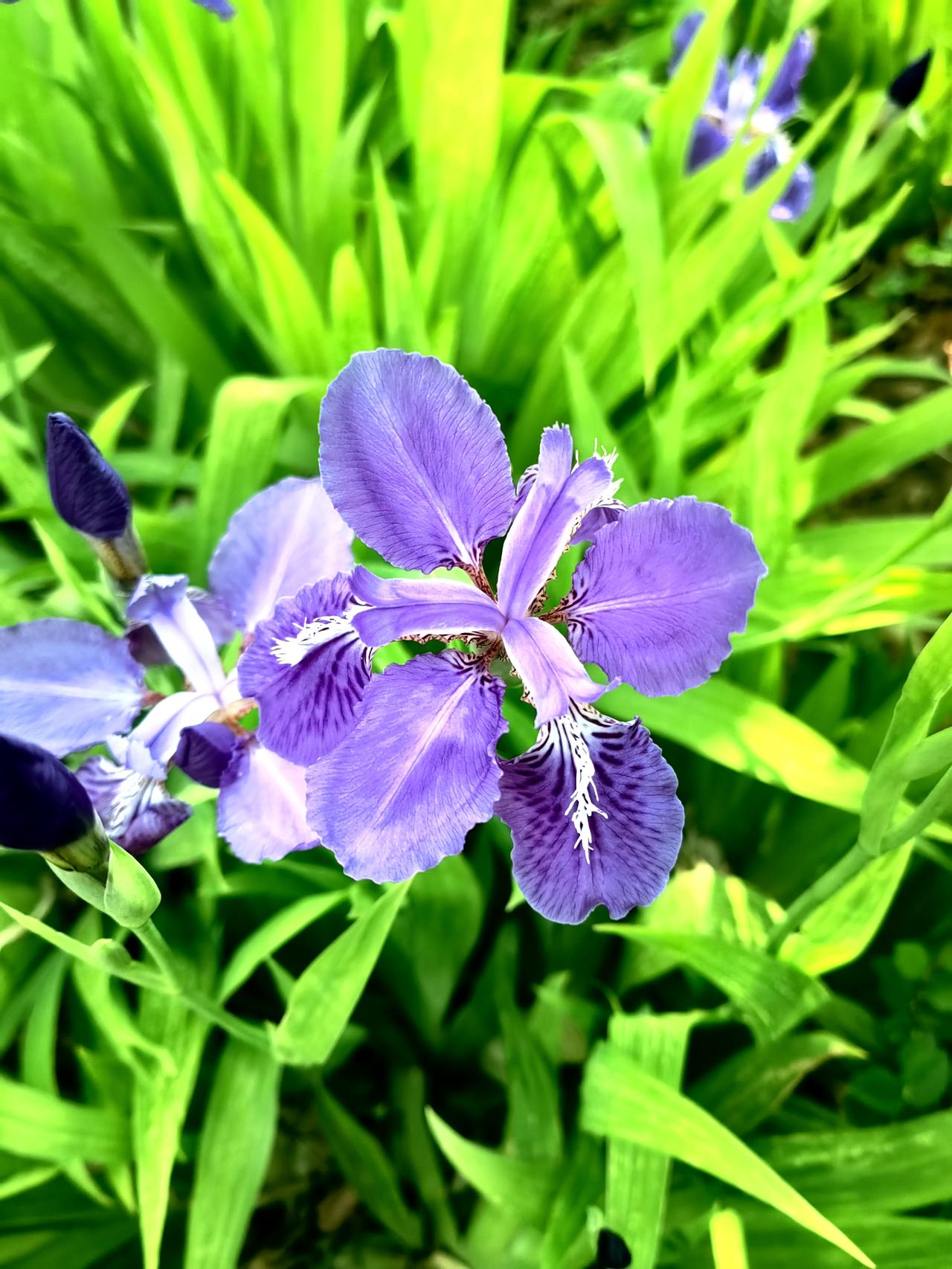 晒图笔记大赛春天的花朵[玫瑰]