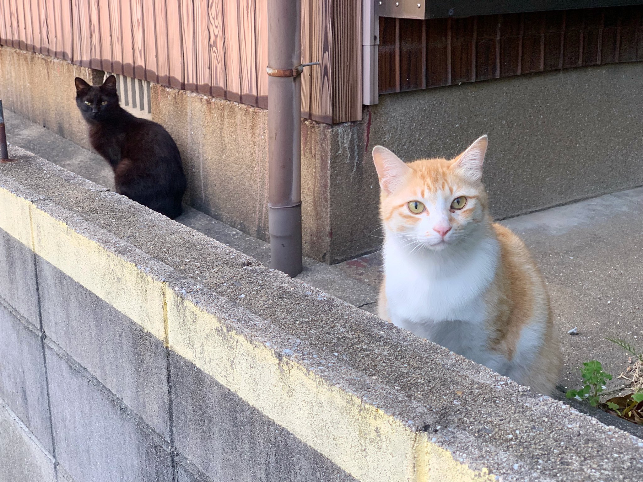 和漂亮的白茶猫咪搭话，结果被黑猫给挡住了 
