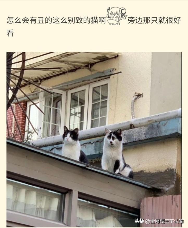 这个猫的花色实在是…太表情包了……