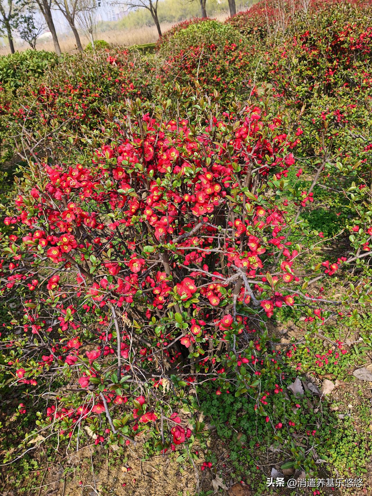 星期天到公园转转，感到春天的气息非常浓厚，梅花，各种海棠花，油菜花，桃花，紫荆花