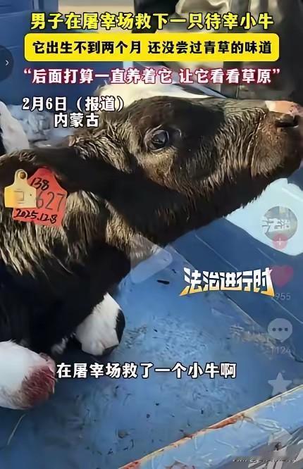 泪目！内蒙古，一男子去屠宰场买牛肉时，意外发现角落里有只小牛在不断颤抖，眼睛里全