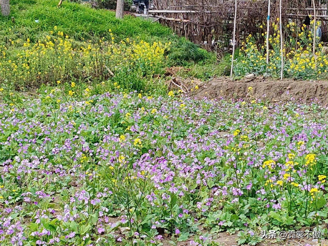 分享一张小野花的照片河道旁有一块荒地，估计是种绿化带的，没人种庄稼，故而长着许多
