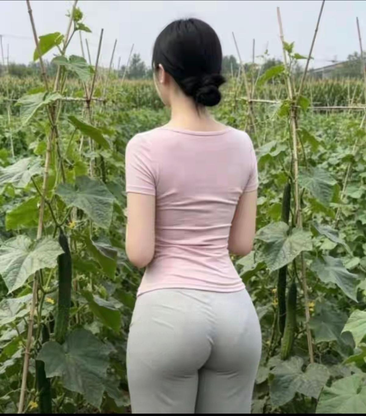 菜地里黄瓜结得真的多，又是大丰收。