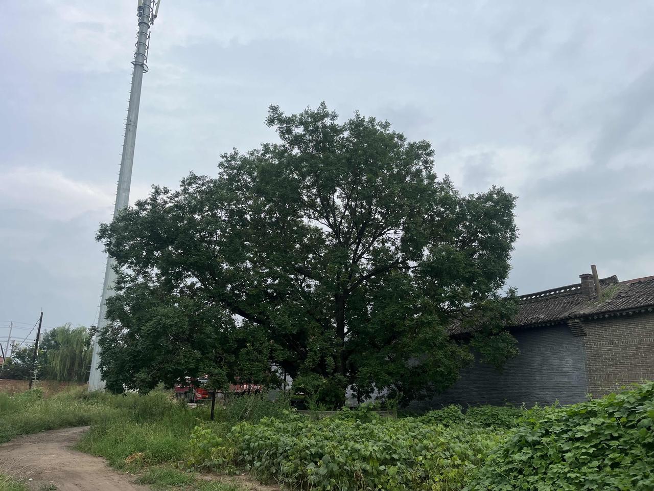 农村空心古槐树，有着800年的历史，几十年前被雷击中以后，树干内部都劈空了，当地