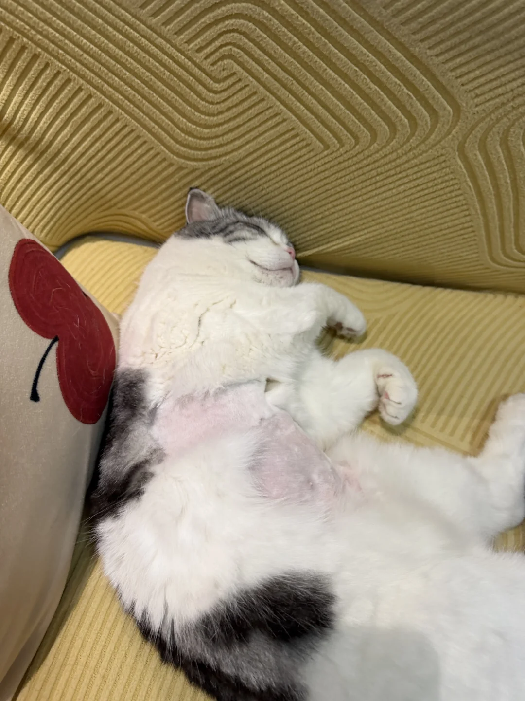 就这么坦荡荡地露出肚皮啦～