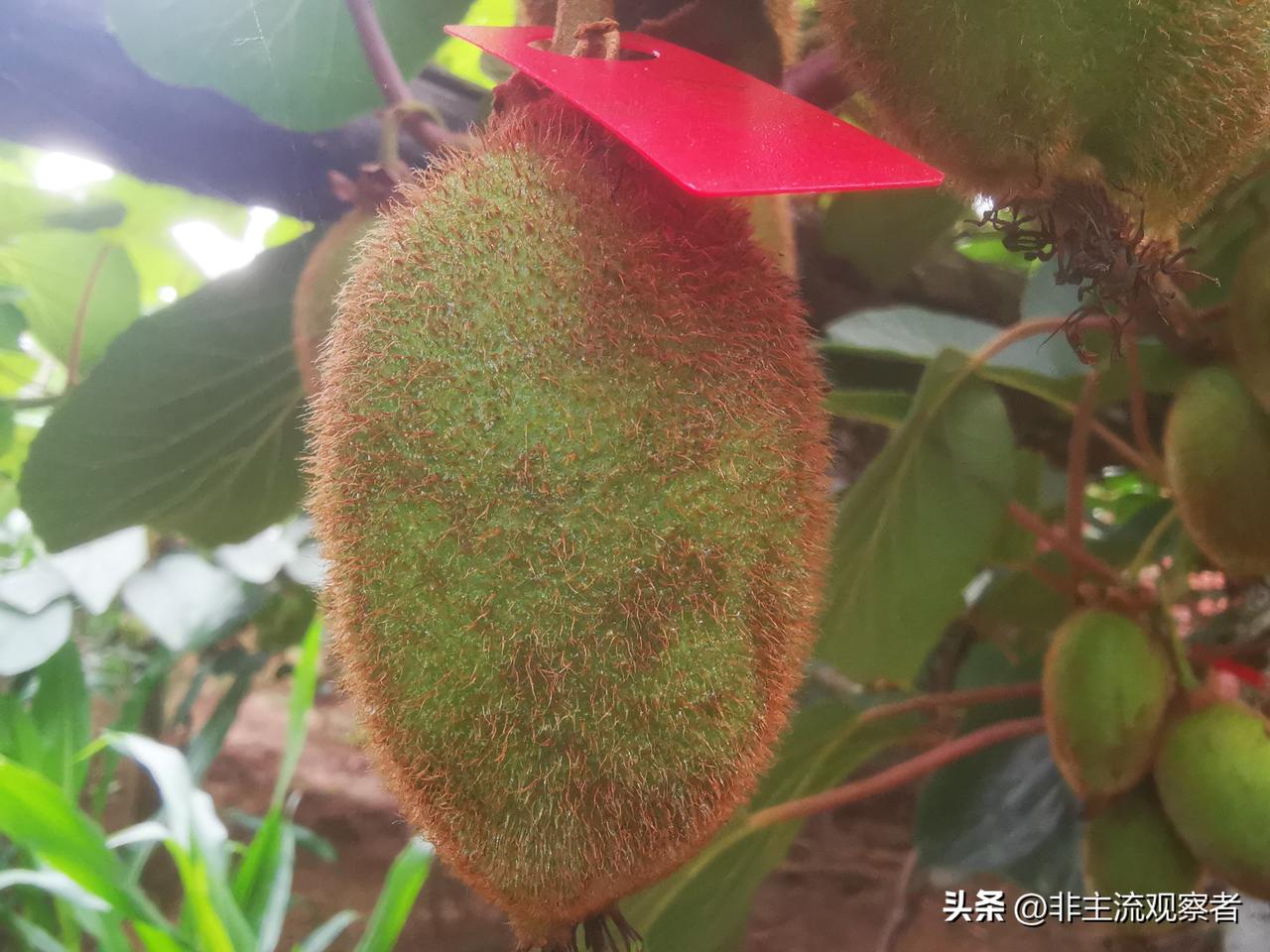 “黑头病”大概率并非侵染性病害，切勿滥用农药、盲目补钙！
翠香猕猴桃出现“黑头”