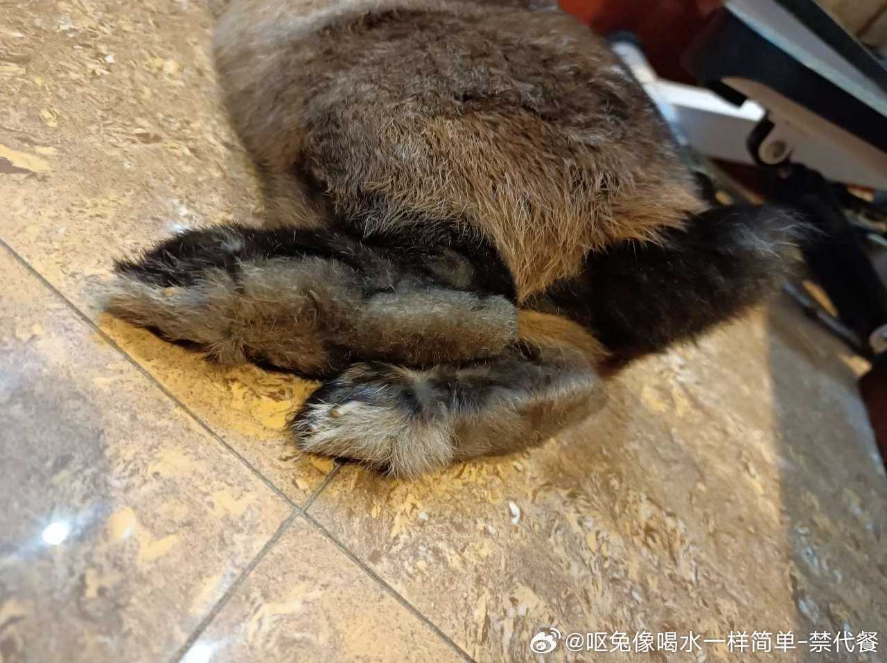 14532🐇【高柱】已经严肃嗦过焦黄的臭皮谷 