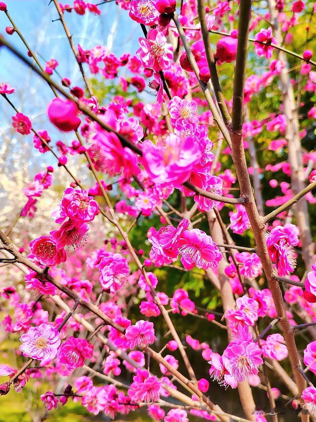 梅花盛开处，春意满人间。