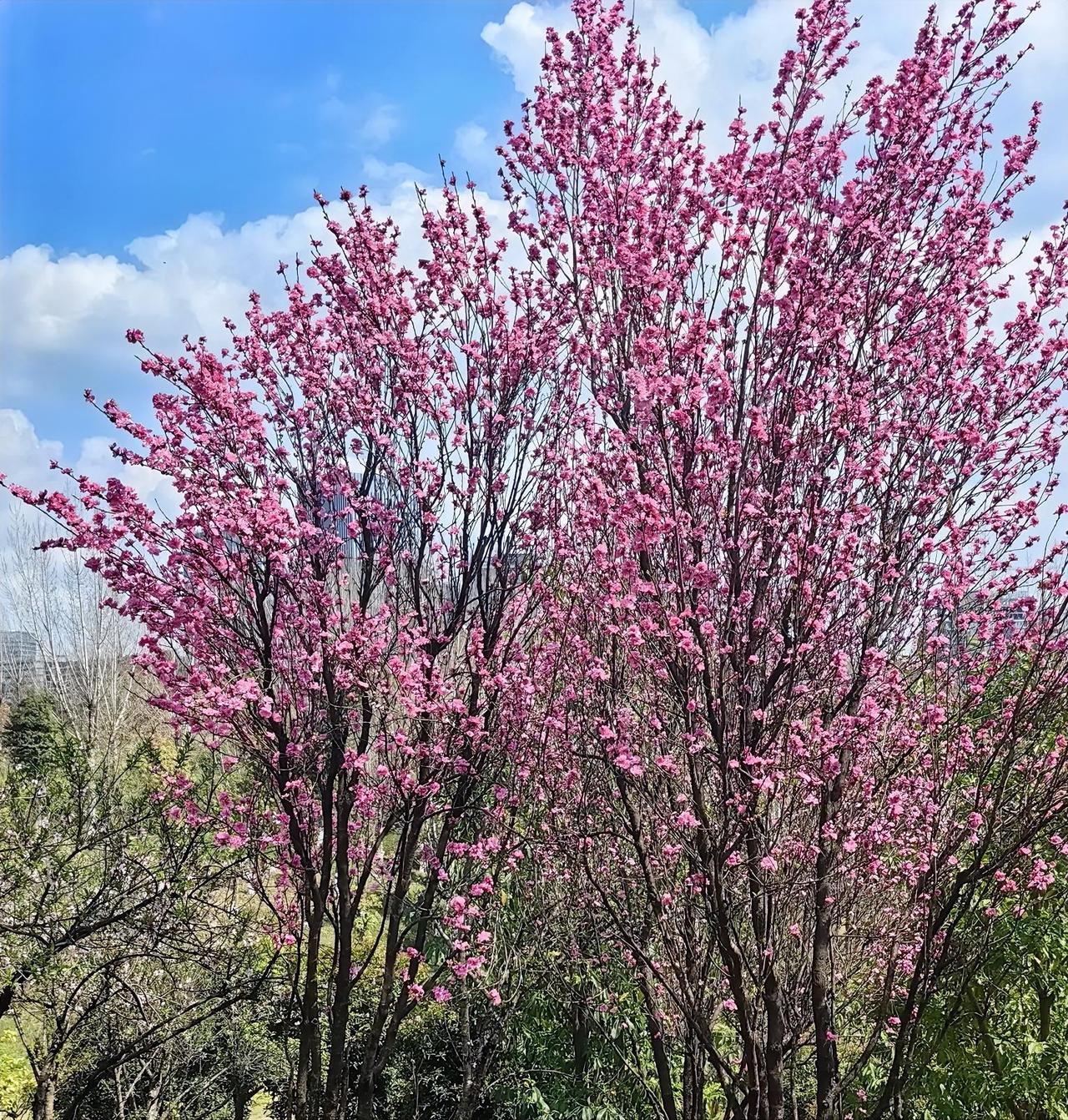 顽强！

受美伊战争升级影响，油价再度突破100美元。通胀呼声高涨，全球股市随之