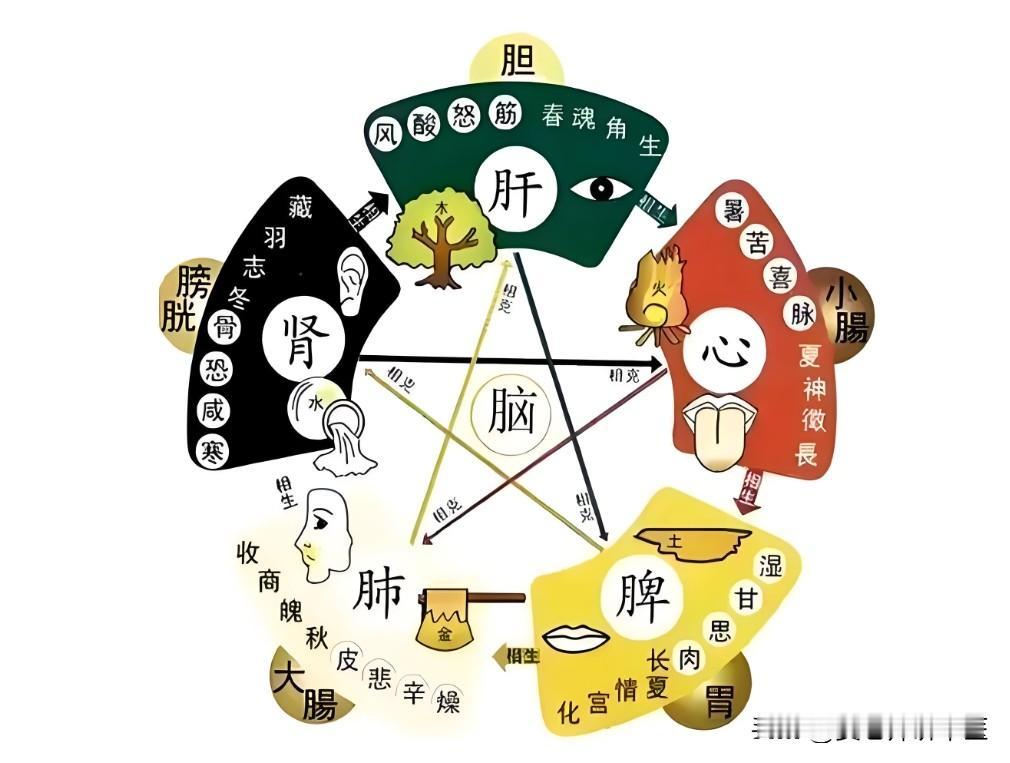 肝寒多痛，心寒多斑，脾寒多湿，肺寒多涕，肾寒多尿，一个中成药，解五脏寒！

1、