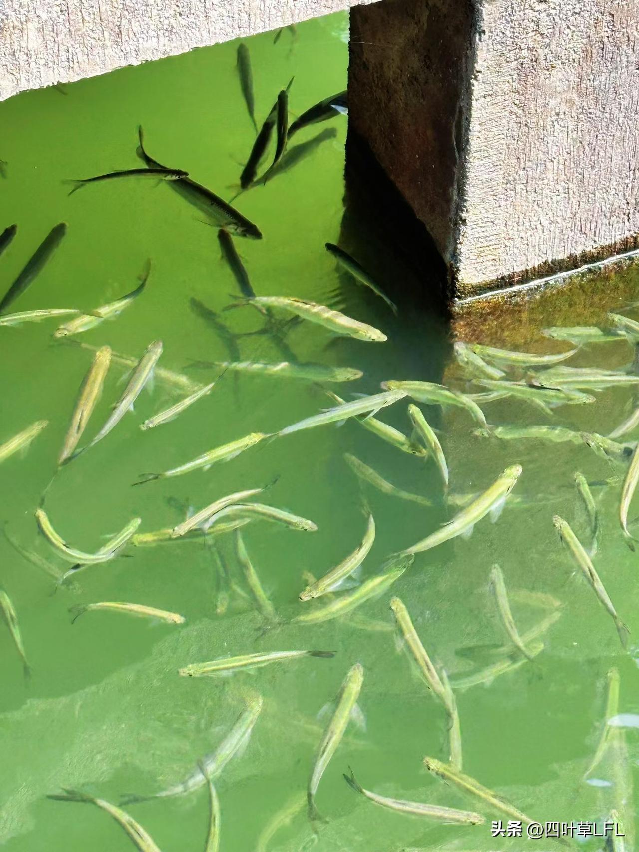 春暖花开的季节，最适合外出游玩，看着水塘里的小鱼，自由自在的游来游去，好热闹！好