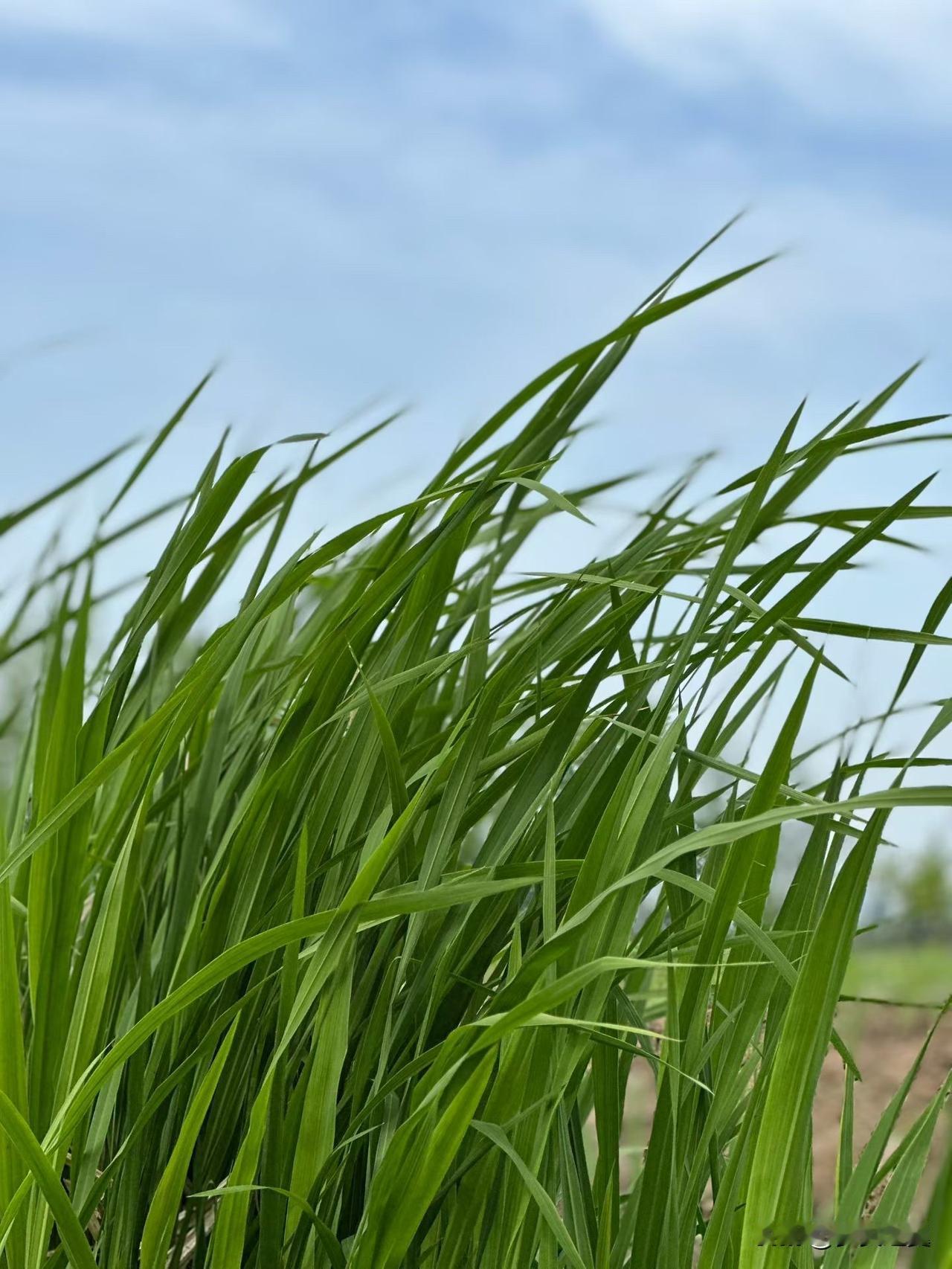 【小对联】
上：抵赖；
下：……？