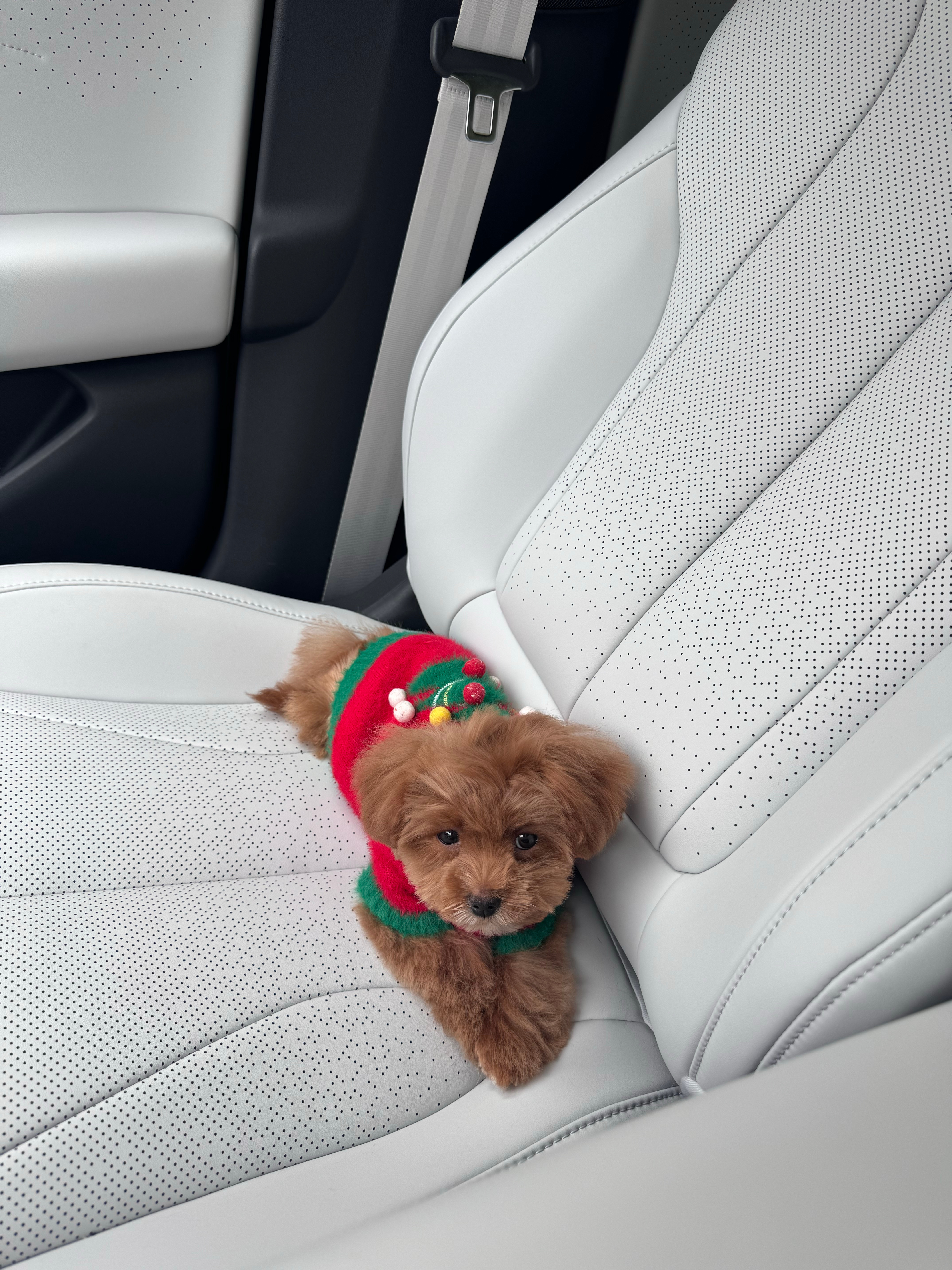 夸夸窝鹏的宠物模式！下车不在的时候可太安心了而且给小狗养好习惯，上车睡觉下车上厕