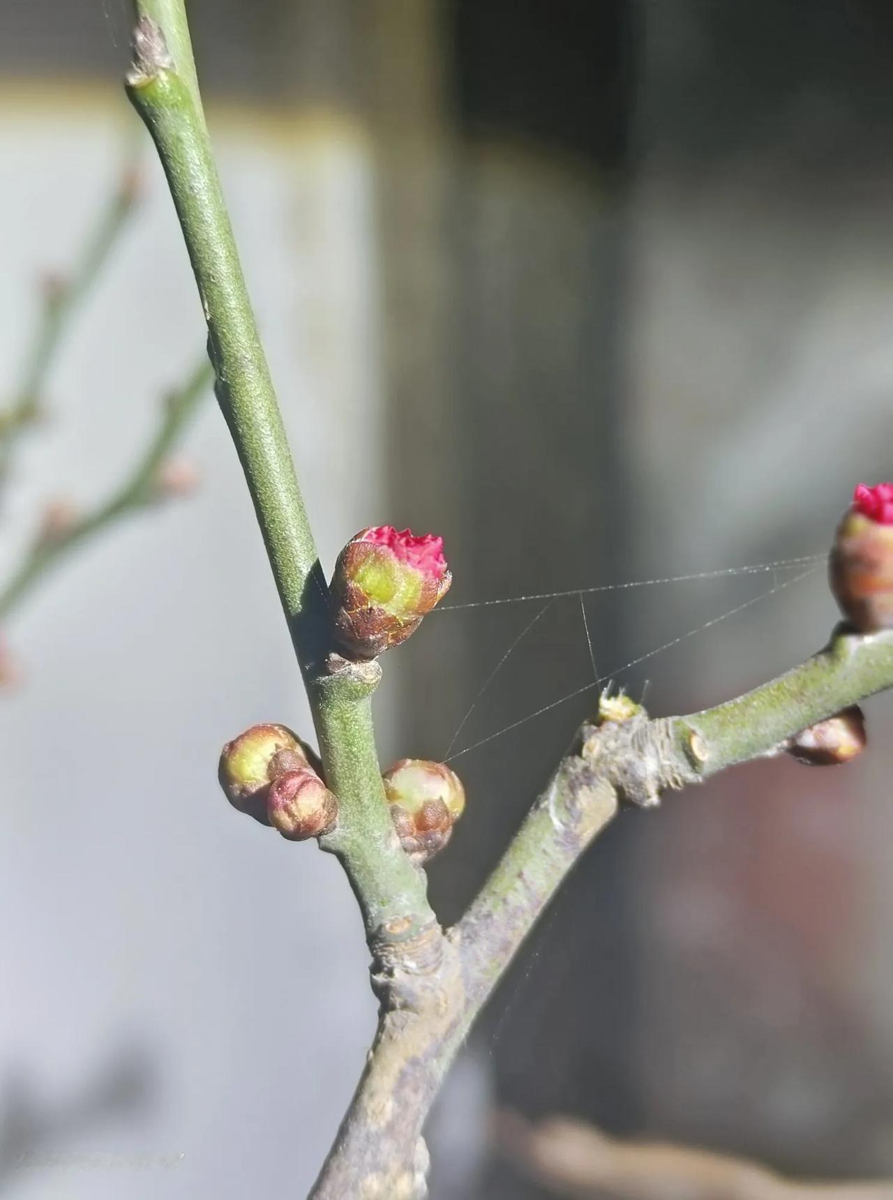 含苞待放的梅花