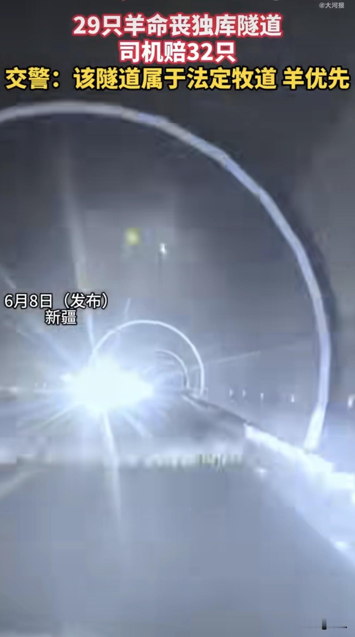 一个女人在隧道里撞死了29只羊，最后赔了32只的钱。听起来特冤？听完交警那句话，
