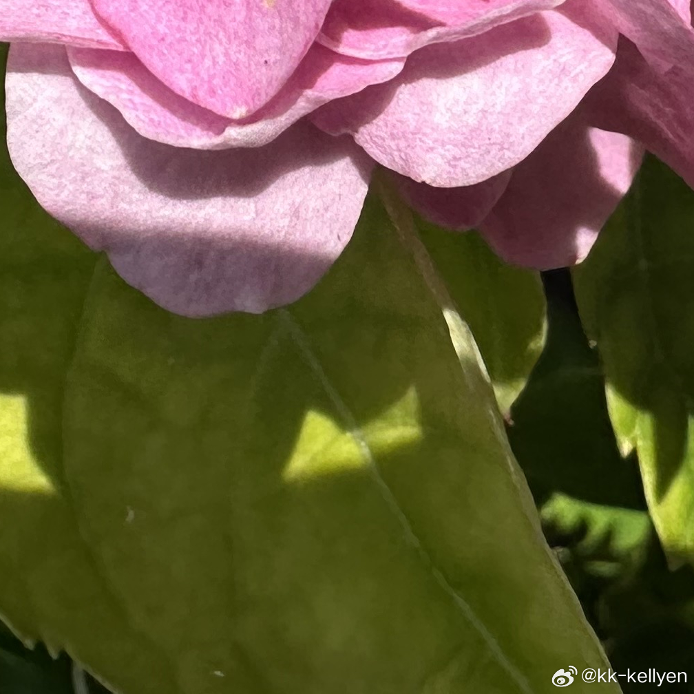 不必和别人比较人生轨迹。有人早春开花，有人深秋结果，守住自己的节奏，踏实走好每一