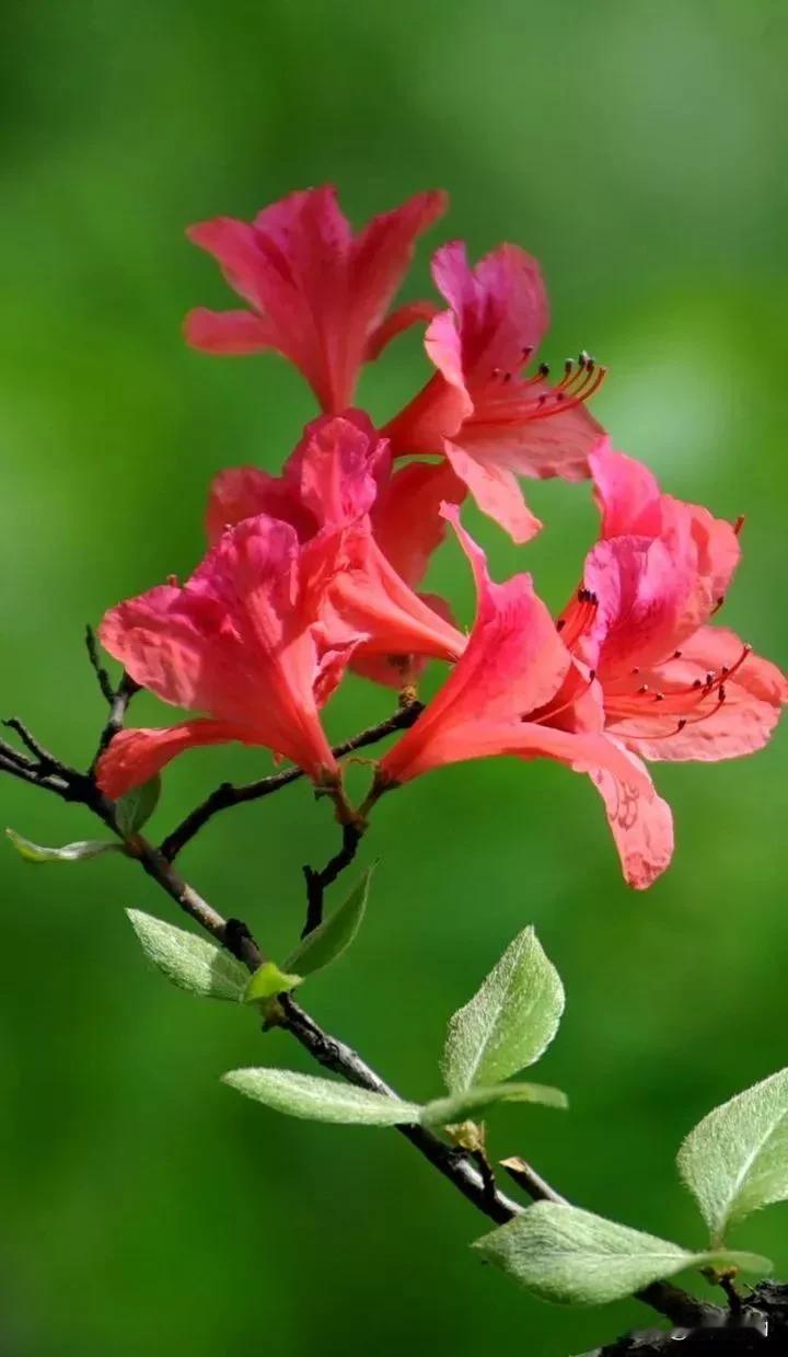 春撷记忆成花，绽放岁月枝头