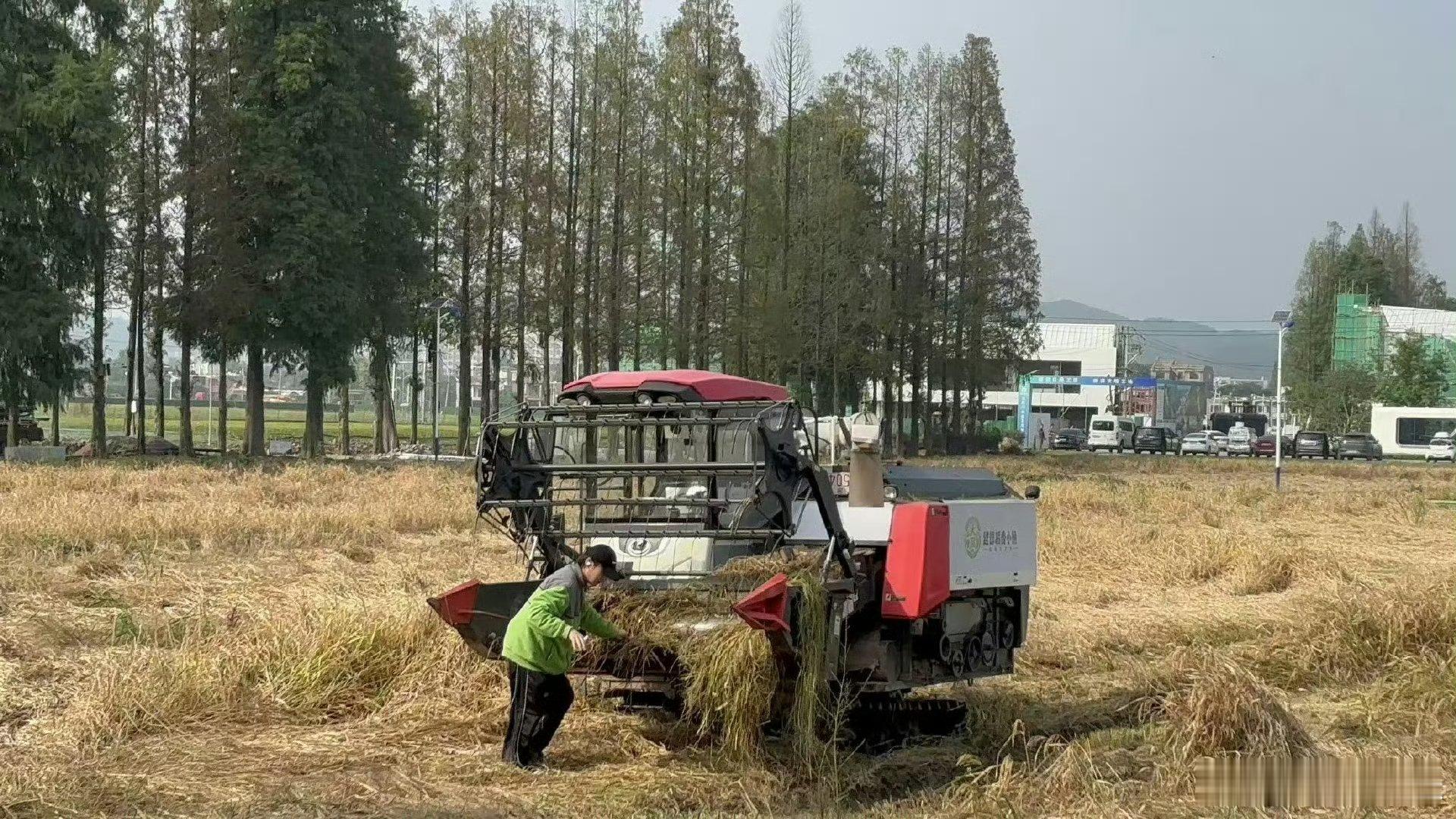 #十个勤天收水稻#十个勤天回后陡门收水稻啦！稻子熟了，又该回家了[哇] ​​​