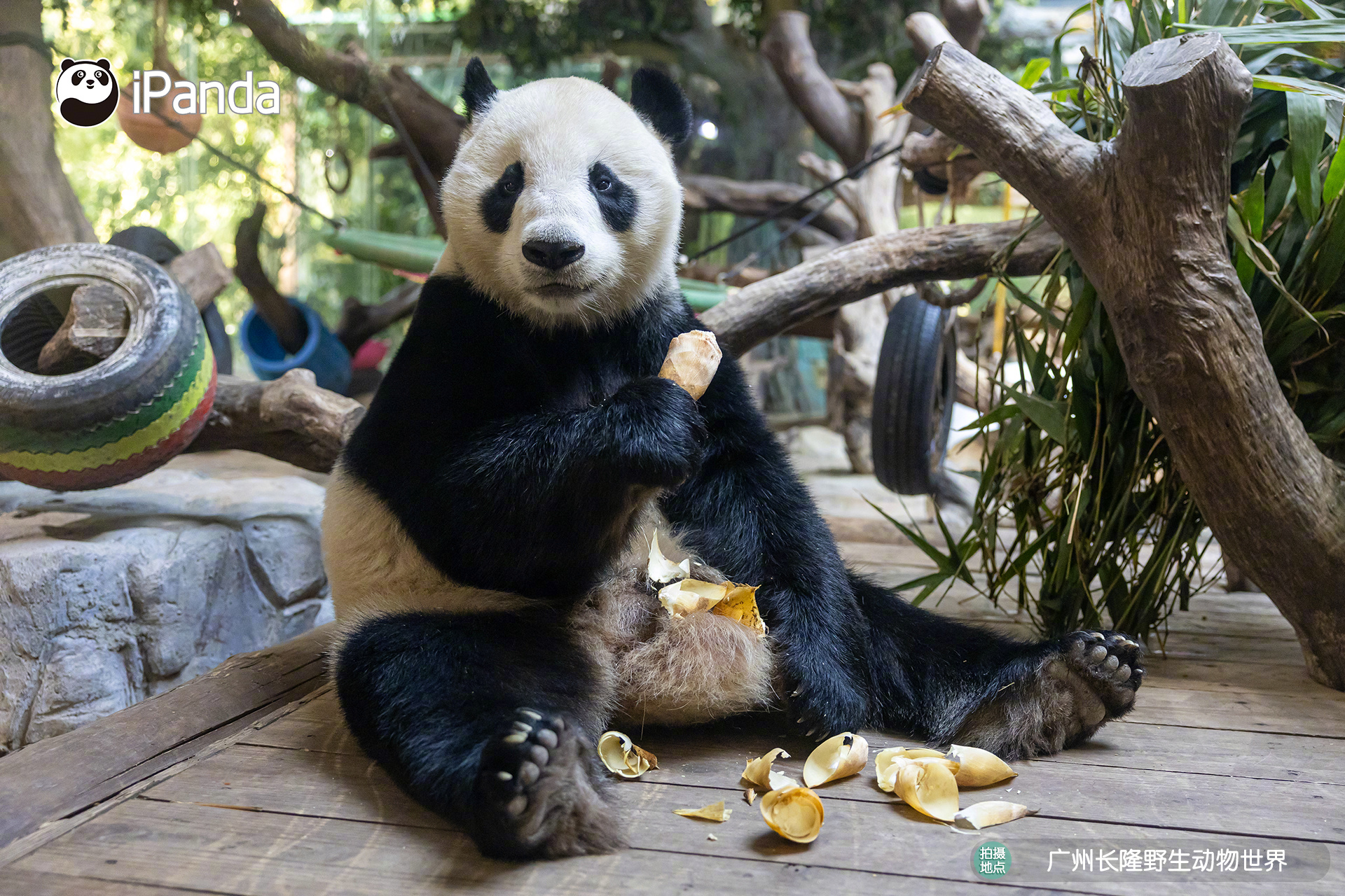 〃•  ֊  •〃ฅ干饭只炫小口，优雅拉满全口～大熊猫亲亲 熊猫趣图
