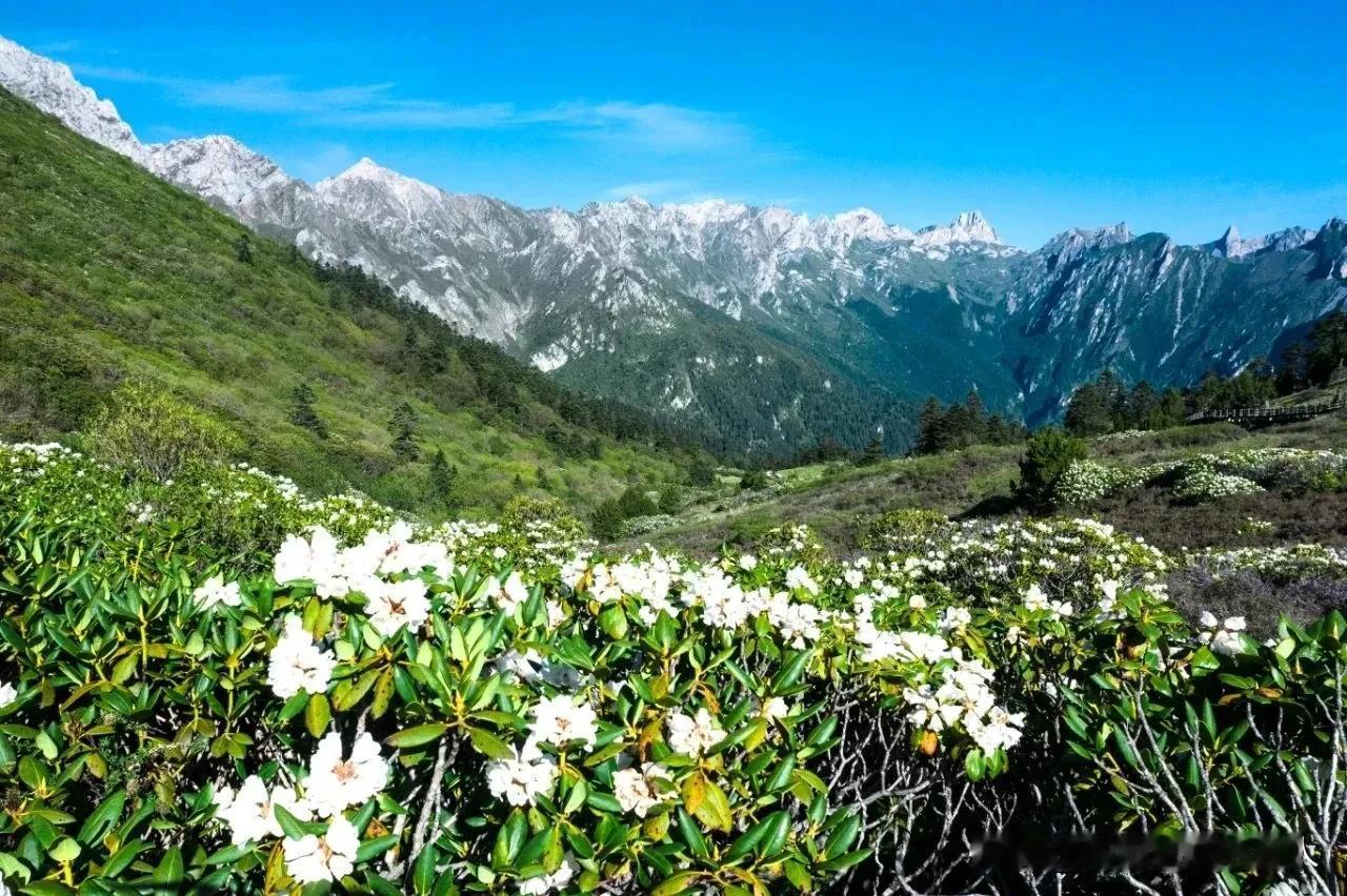 都说秋天的官鹅沟最美，现在确实还不是时候。官鹅沟海拔1800 - 4160米米，